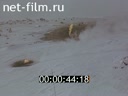 Film Hot Arctic. (1978)