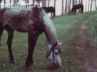 Фильм По Автограду на лошадях. (1991)