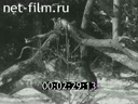 Film Bialowieza Forest. (1950 - 1959)