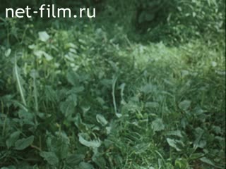 Film Away from nature. (1982)