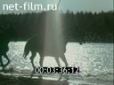 Film Ermakova swans.. (1981)