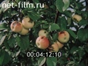 Фильм Саду цвесть. (1983)
