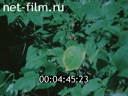 Film Pedigree Russian cuisine.. (1987)