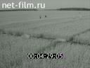 Newsreel Soviet Ural Mountains 1975 № 40 "The Sower"