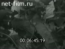 Киножурнал Советский Урал 1981 № 42