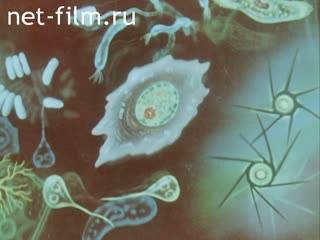 Film Life of the cell and its interaction with the virus. (1976)