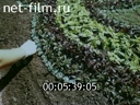 Film Parks and Gardens of Yaroslavl.. (1995)