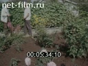 Film I became a gardener.. (1988)