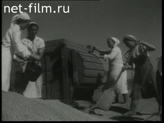 Сюжеты Первый послевоенный урожай. (1945)
