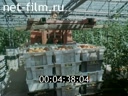 Newsreel Russian the agroindustrial complex 1991 № 1