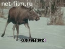 Фильм Башкирский заповедник. (1974)