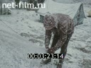 Фильм Алтайский южный. (1980)