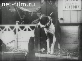 Footage Dog Show. (1914)