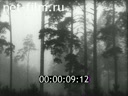 Footage Bialowieza Forest. (1947)