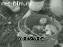 Newsreel Soviet Ural Mountains 1984 № 39 A student in the autumn field