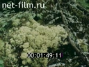 Film The most beautiful Ural. (1994)