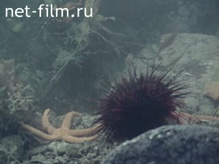 Film From the depths of the ocean. (1982)