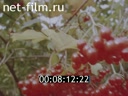 Фильм Щедрее фруктов заморских. (1990)