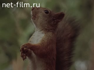 Фильм Добро пожаловать в лес. (1982)