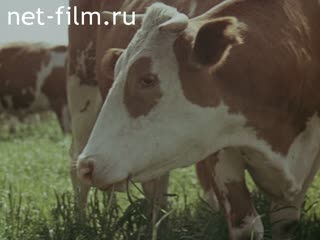 Film Affairs and the people farm "Nazarovsky". (1988)