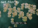 Film Nature of the Krasnoyarsk Territory. (1986)