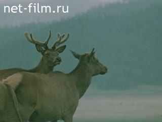 Film Nature of the Krasnoyarsk Territory. (1986)
