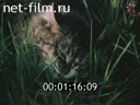 Film Stories about Siberia. Natural pharmacy. (1983)