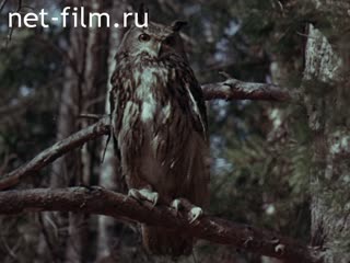 Фильм И пусть поют птицы. (1973)