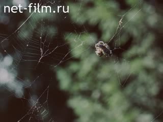 Фильм Коллаж на паутине. (1989)