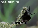 Фильм Коллаж на паутине. (1989)