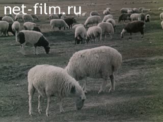 Фильм Монголия-экономический партнер СССР.. (1987)