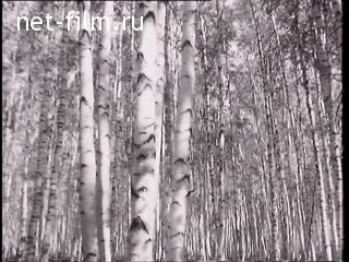 Footage Birch Grove. (1968)