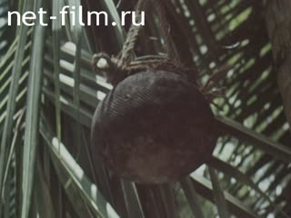 Фильм Шри-Ланка - страна кокоса. (1975)