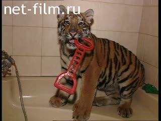Footage Tiger in the apartment trainer. (1998)
