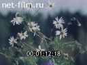 Newsreel Moscow 1980 № 47 Holy my motherland.