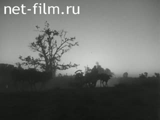Film The Morning In India.. (1956)