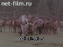 Film Gold-Horned Deer. (1983)