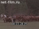 Film Gold-Horned Deer. (1983)