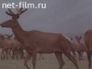 Фильм ОЛЕНЬ - ЗОЛОТЫЕ РОГА. (1983)