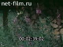 Фильм Папоротников цвет. (1995)