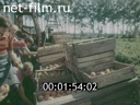 Film Stories about Siberia. Grown in Siberia. (1984)