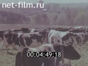 Footage Report of the city: Kozloduy, Kalinin, Podolsk, Leningrad, Kiev. (1988)