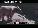 Фильм В гостях у птиц и зверей. (1955)