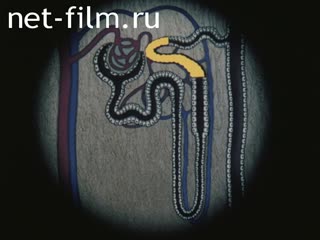 Film Renal excretory function.. (1989)
