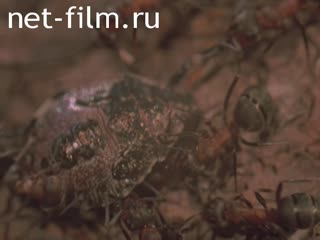 Фильм Муравьиный заказник.. (1985)
