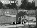 Film Safe mining of gas containing hydrogen sulfide. (1980)