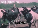 Фильм Интенсивная технология производства молока.. (1989)