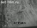 Film Chemisation farming in western Siberia. (1974)
