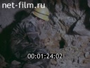 Реклама Самоцветы седого Урала. (1978)