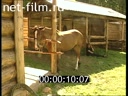 Footage The horse at the barn. (1998)